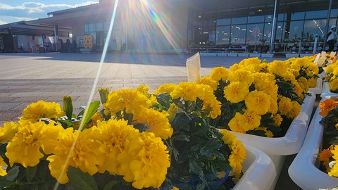 マリーゴールド(道の駅).jpg マリーゴールド(道の駅).jpg